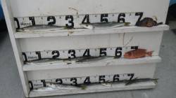 すさみ 堤防でカマス〜31cm10匹