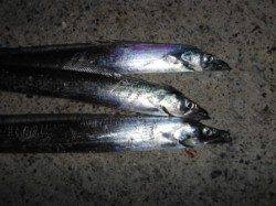 【タチウオ釣れてます♪】南芦屋浜