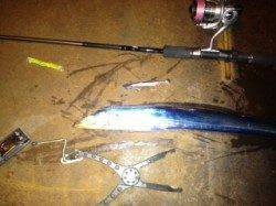 大阪南港 ワインドでタチウオ＆シーバス！