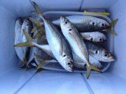 水軒でカゴ釣り、30cmまでのアジを13匹の釣果☆