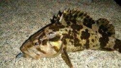 タケノコ掘り好調♪