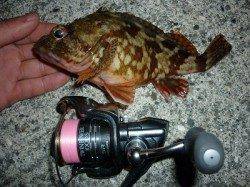 【田ノ浦】夜のガシラ釣りが面白い～♪