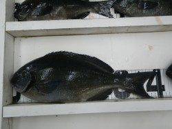 口和深でフカセ釣り、尾長&口太を合計6枚！