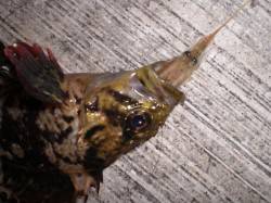 空港の根魚釣りに行ってきました！