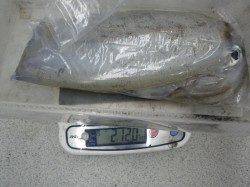 すさみ周辺でヤエン釣り、2ｋ越えも出てきました♪