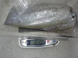 すさみ周辺でヤエン釣り、2ｋ越えも出てきま…