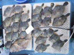 串本カセのカワハギの肝パン度は・・・。