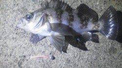 白杉でメバル釣り オレンジ、チャートorエビカラーも◎