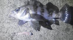 白杉でメバル釣り オレンジ、チャートorエ…