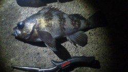 白杉でメバル釣り オレンジ、チャートorエビカラーも◎