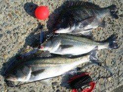 大津川尻でエビ撒き釣り♪