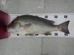 日置川河口でのカゴ釣り、立派なコロダイ♪