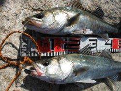 【エビ撒き好調♪】南芦屋浜