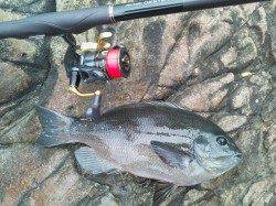 日置の磯グレ！脂がのってきました♪