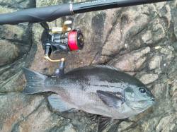 日置の磯グレ！脂がのってきました♪