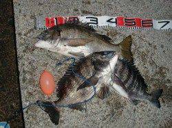 【今日も釣れてるメタボチヌ♪♪】南芦屋浜リアルタイム