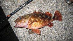 寒い夜は雑賀崎でガシラ狙い!!