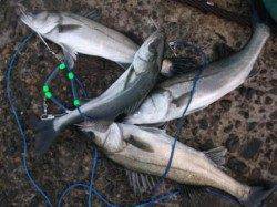 ハネが良いスタート♪泉大津RT　29日　朝