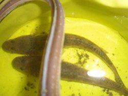 兵突のエビ撒きズボ釣り！　ちょい投げではアナゴ・ハゼ