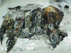 すさみ周辺の地磯エギングで2キロＵＰ！！