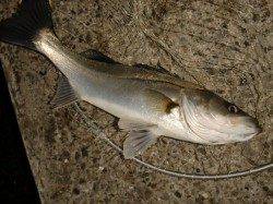 【目の前でハネ】南芦屋浜リアルタイム