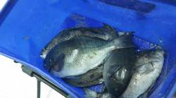 すさみの波止、紀州釣りでグレ