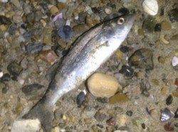 垂水～明石間メバリング