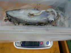 やったよ！エギ4号で4ハイ☆椿でエギングの釣果