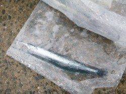 雨の中でもサヨリ！アジュール舞子リアルタイム