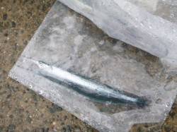 雨の中でもサヨリ！アジュール舞子リアルタイ…