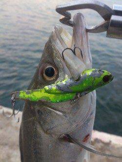 本荘ケーソンにてデイゲーム堪能！！