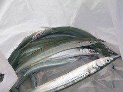 アジュール舞子サヨリ情報