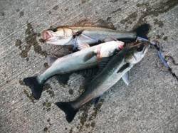 ハネがいい感じ♪7日夕方泉大津RT