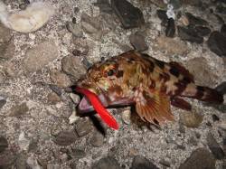 見出川でロックフィッシュ！