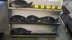 南部の磯 フカセでグレ＆アイゴ☆