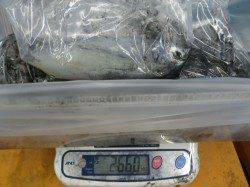椿地磯にてヤエン釣り　4ハイで総重量2.66ｋｇ！