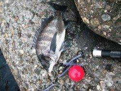 忠岡水銀灯スズキサイズ混じりでエビ撒きハネ絶好調！！