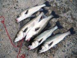 雨が降る前に好釣果!!　大津川尻水銀灯のハネ