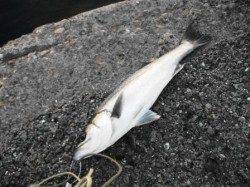 ハネがいい感じ♪7日夕方泉大津RT