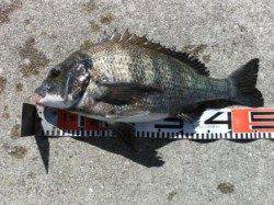 【メタボチヌ釣れました♪】南芦屋浜