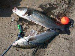 エビ撒き好調です!泉大津RT 8日 昼