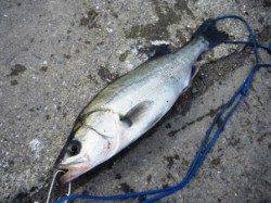 泉大津リアルタイム　5日おひる　