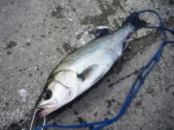 泉大津リアルタイム　5日おひる　