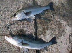 エビ撒き好調です!泉大津RT 8日 昼