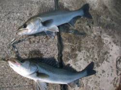 エビ撒き好調です！泉大津RT　８日　昼