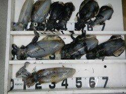 椿の地磯でエギング！ 粘って2人で10パイ♪♪