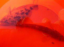 朝の兵庫突堤RT!　ガシラとハゼの釣果