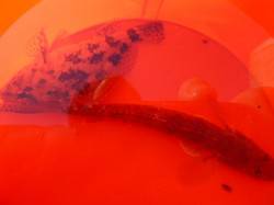 朝の兵庫突堤RT!　ガシラとハゼの釣果