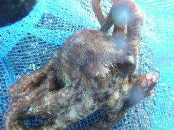 朝の兵突RT!タコ釣り！