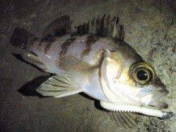 須磨周辺のメバリング